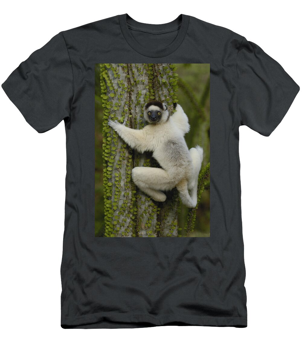 1 Verreauxs Sifaka on Fantsiolotse Pete Oxford T-Shirt