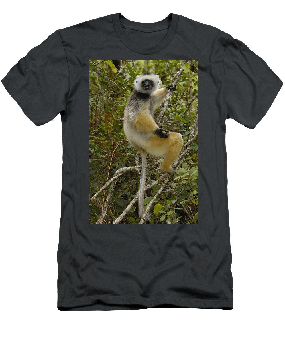 2 Diademed Sifaka Madagascar Pete Oxford T-Shirt