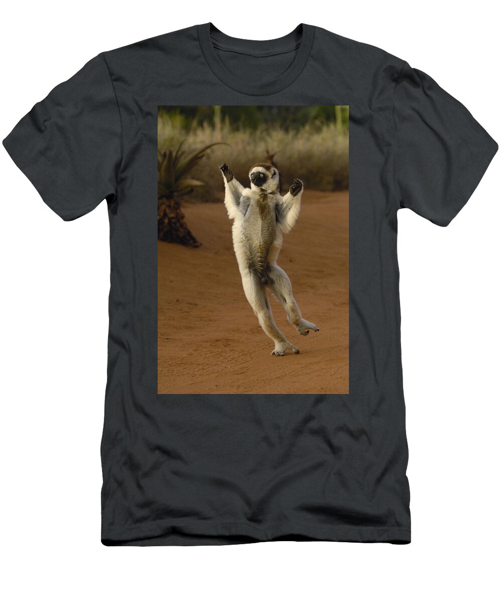 2 Verreauxs Sifaka Hopping Berenty Pete Oxford T-Shirt