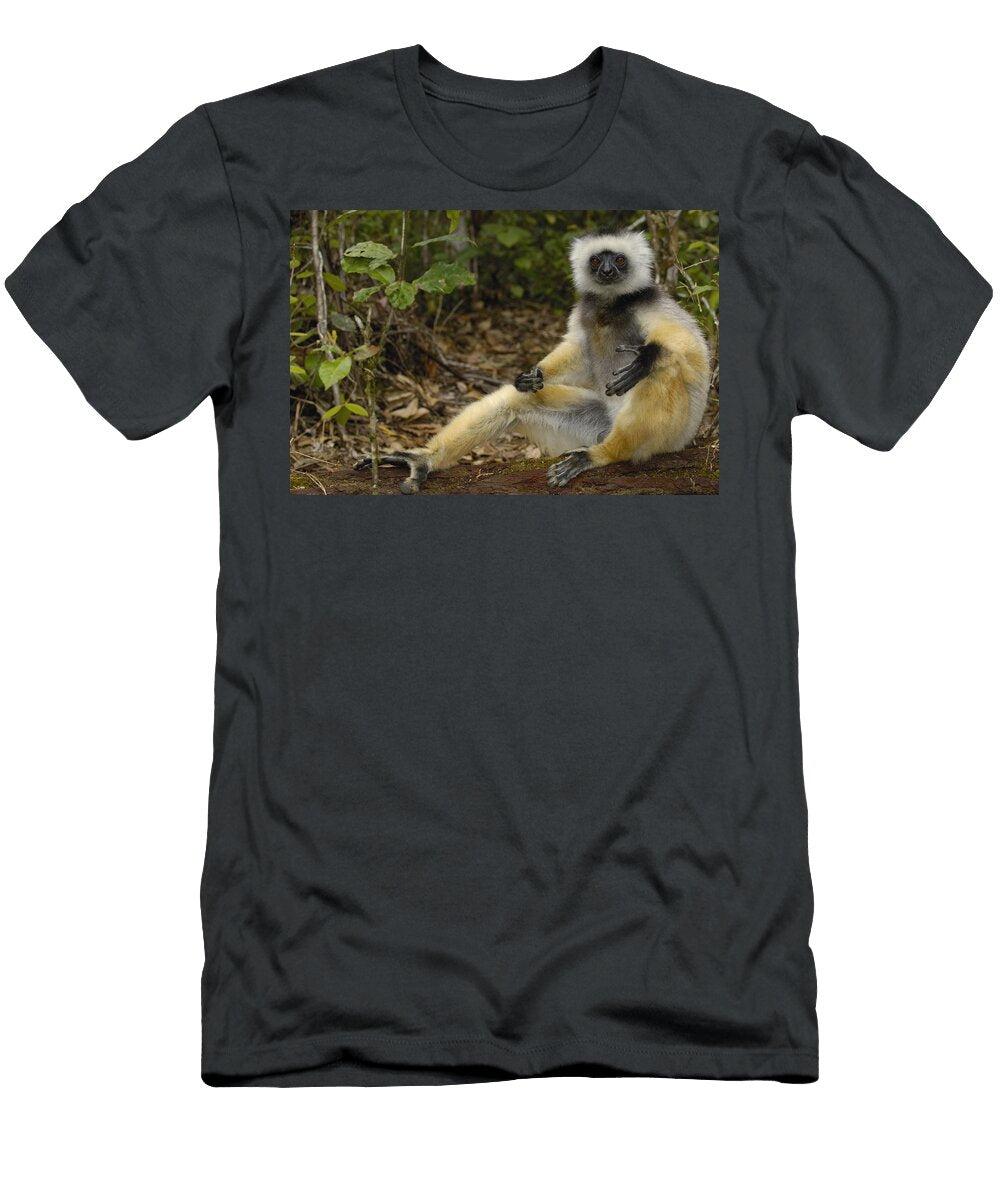 3 Diademed Sifaka Madagascar Pete Oxford T-Shirt