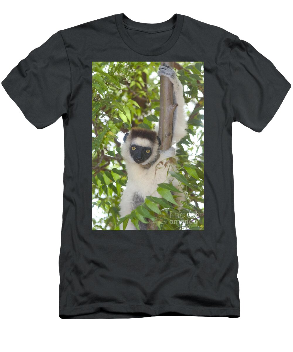3 Verreauxs Sifaka Gregory G Dimijian T-Shirt