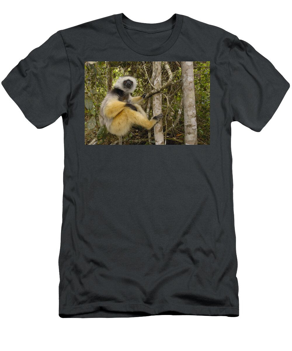 4 Diademed Sifaka Madagascar Pete Oxford T-Shirt