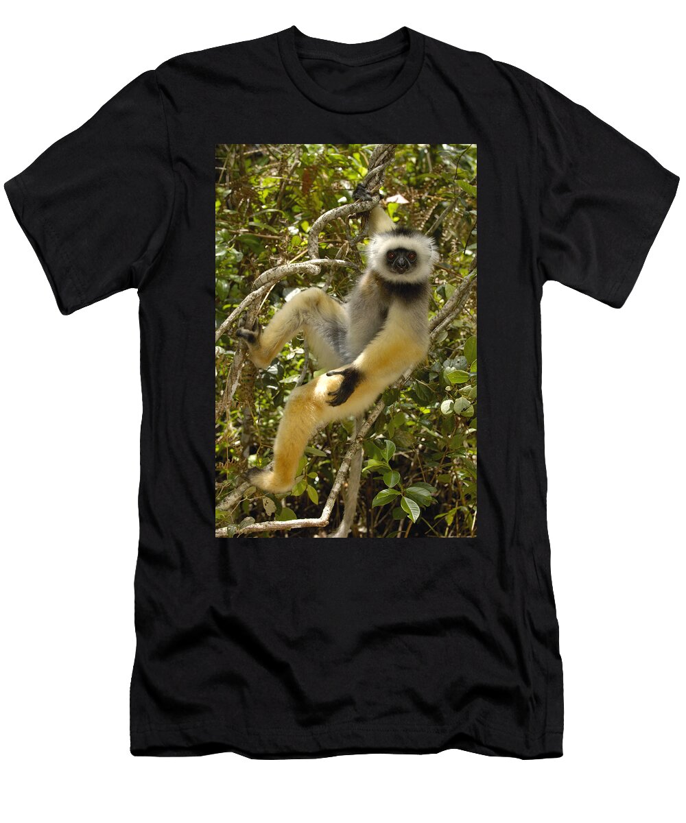 5 Diademed Sifaka Madagascar Pete Oxford T-Shirt