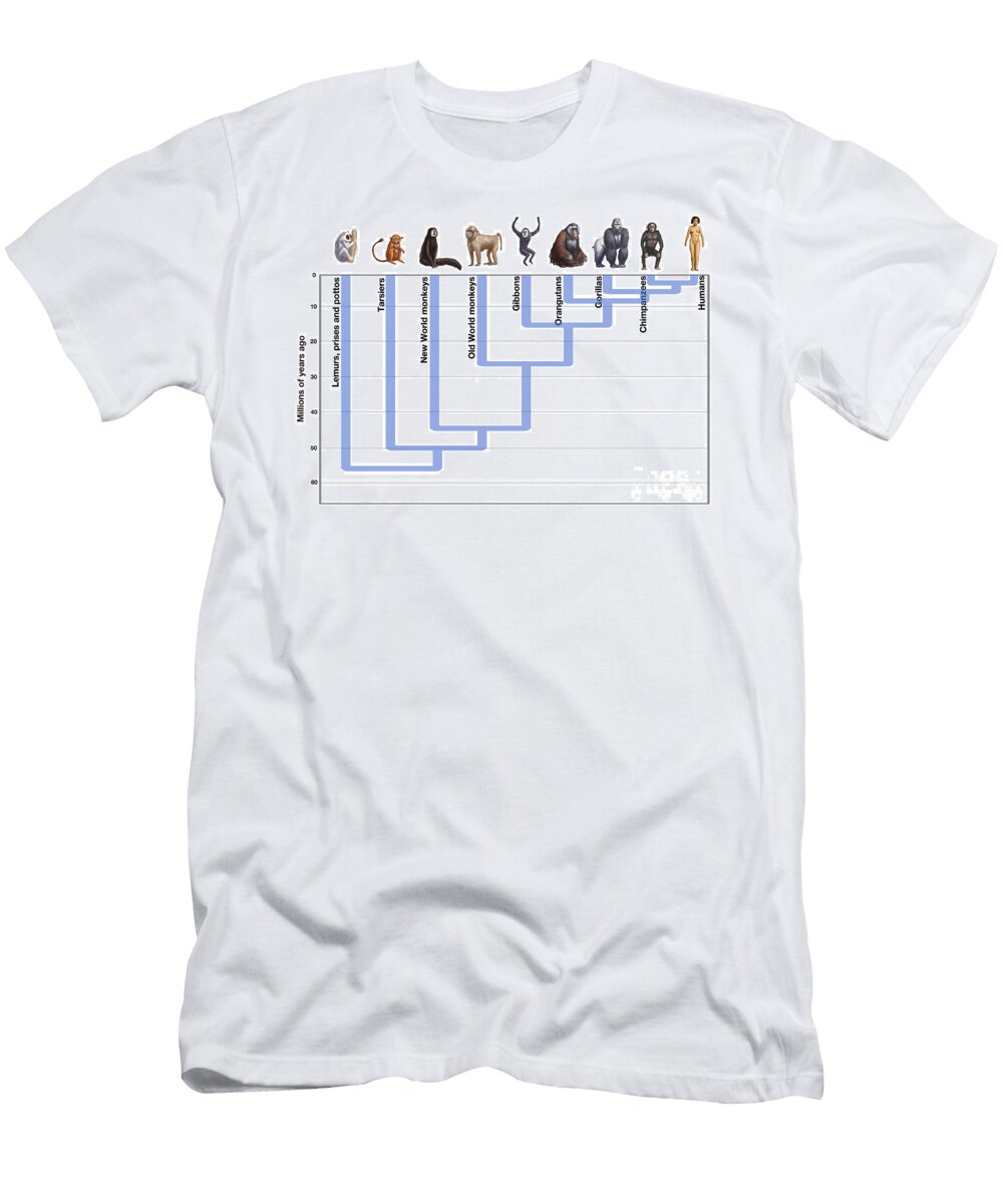 5 Human Evolution Spencer Sutton T-Shirt