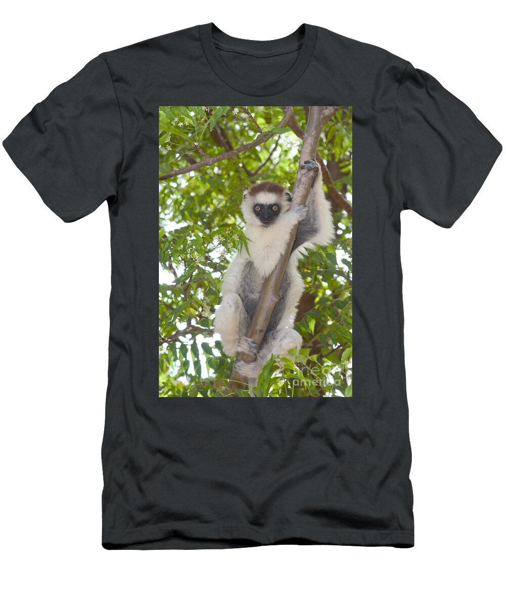 7 Verreauxs Sifaka Gregory G Dimijian T-Shirt
