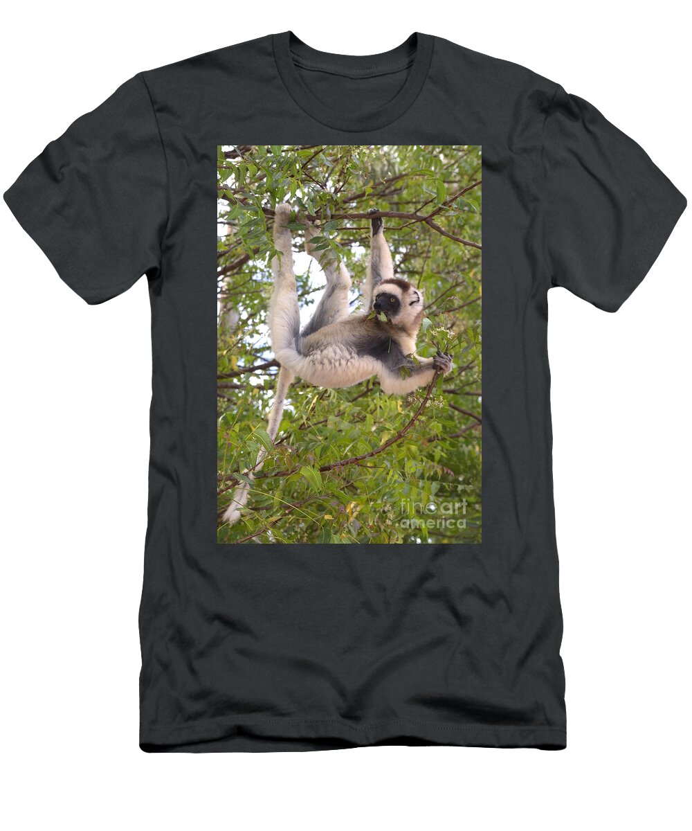 8 Verreauxs Sifaka Gregory G Dimijian T-Shirt