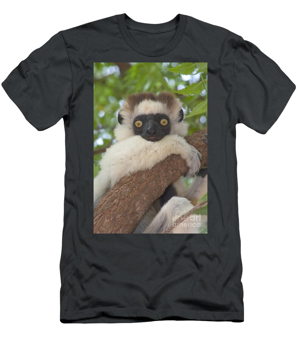 9 Verreauxs Sifaka Gregory G Dimijian T-Shirt