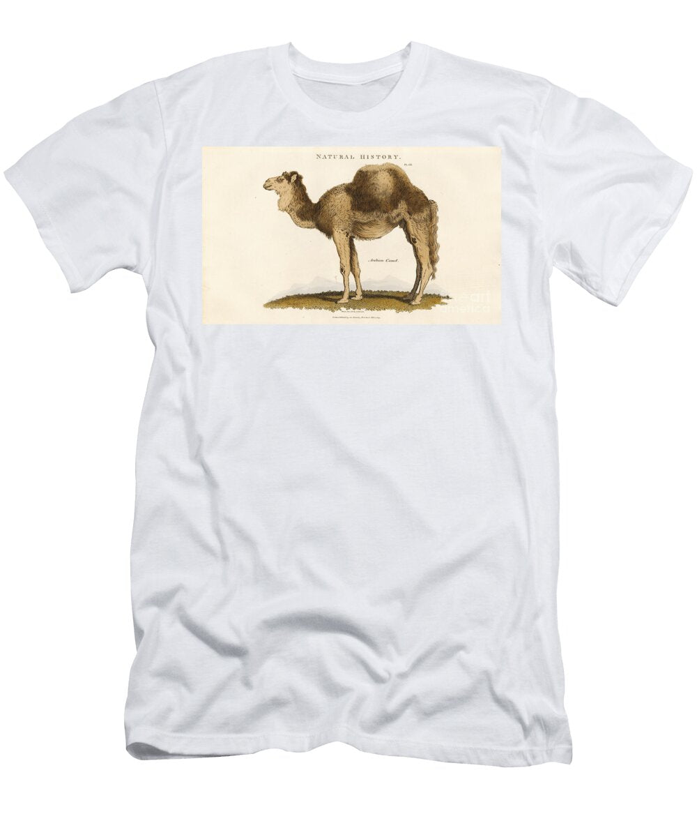 Arabian Camel 1813 Engraving Sydenham Teast Edwards T-Shirt