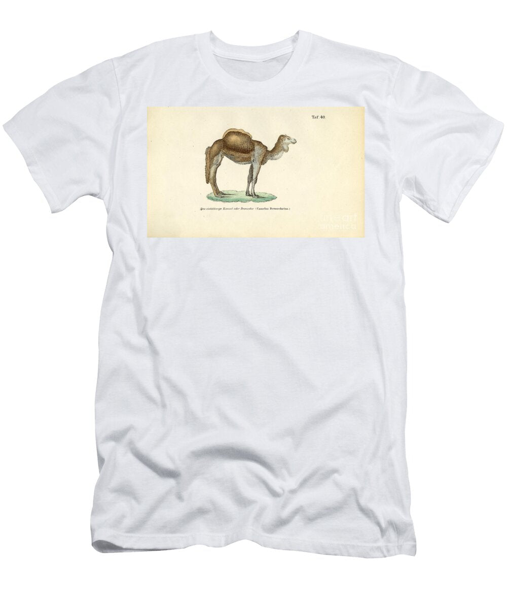 Arabian Camel or Dromedary 1850 Lithography J W Tenhaeff T-Shirt