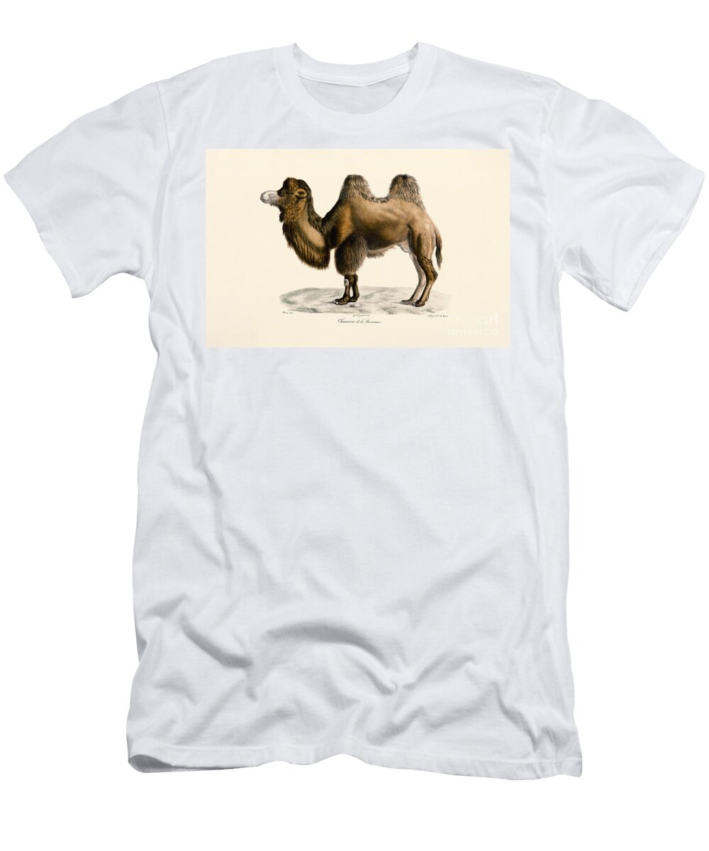 Bactrian Camel 1824 Hand Coloured Litho Jacques Christophe Werner T-Shirt