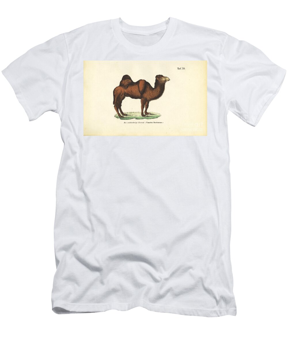 Bactrian Camel 1850 Lithography J W Tenhaeff T-Shirt
