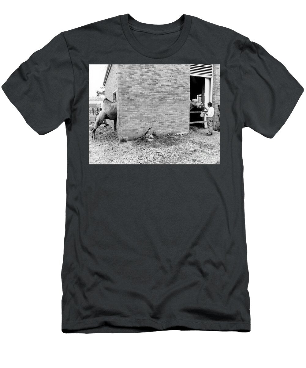 Camel with Overlength England Great Britain 1967 Photo Unknown T-Shirt