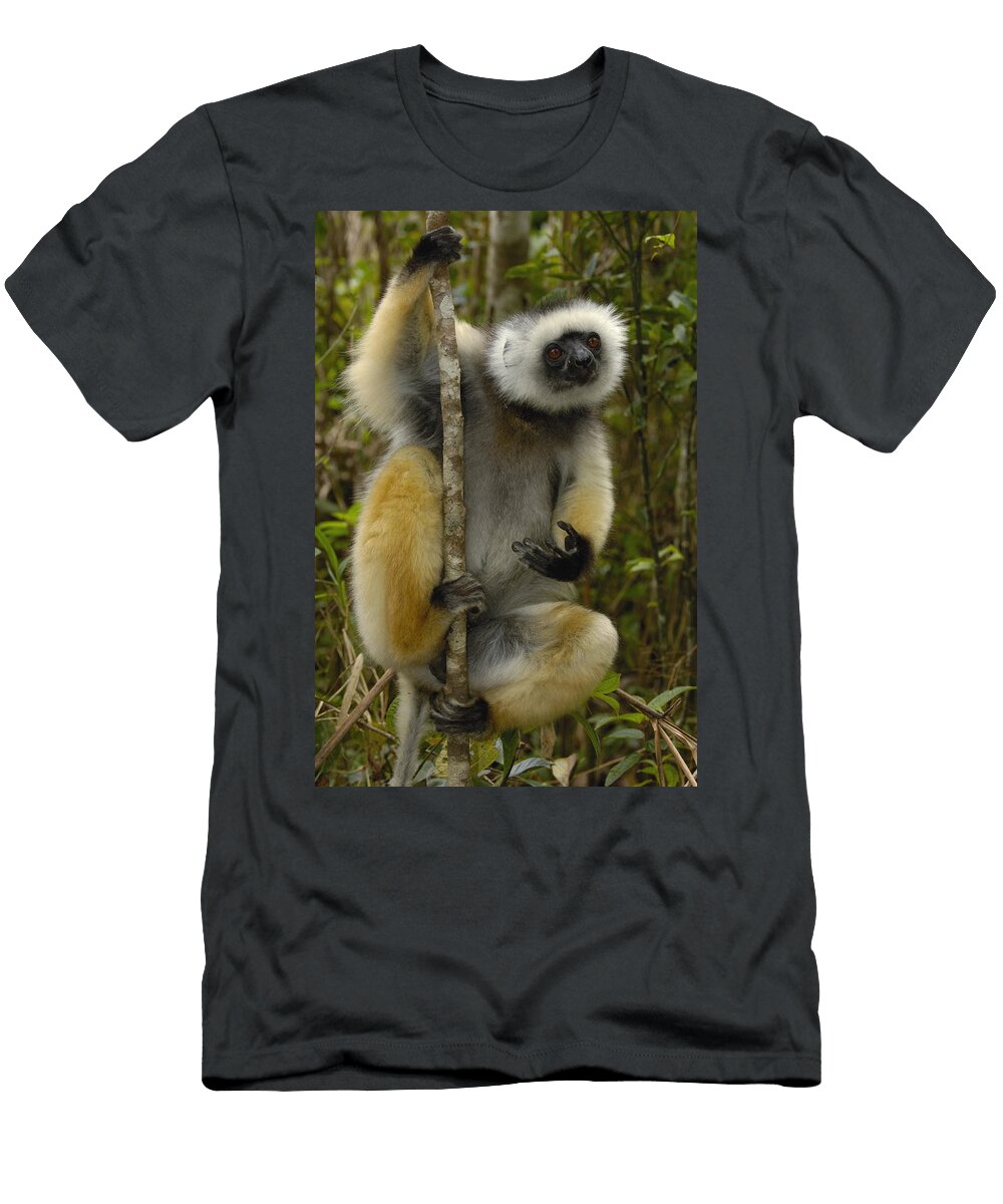 Diademed Sifaka Madagascar Pete Oxford T-Shirt
