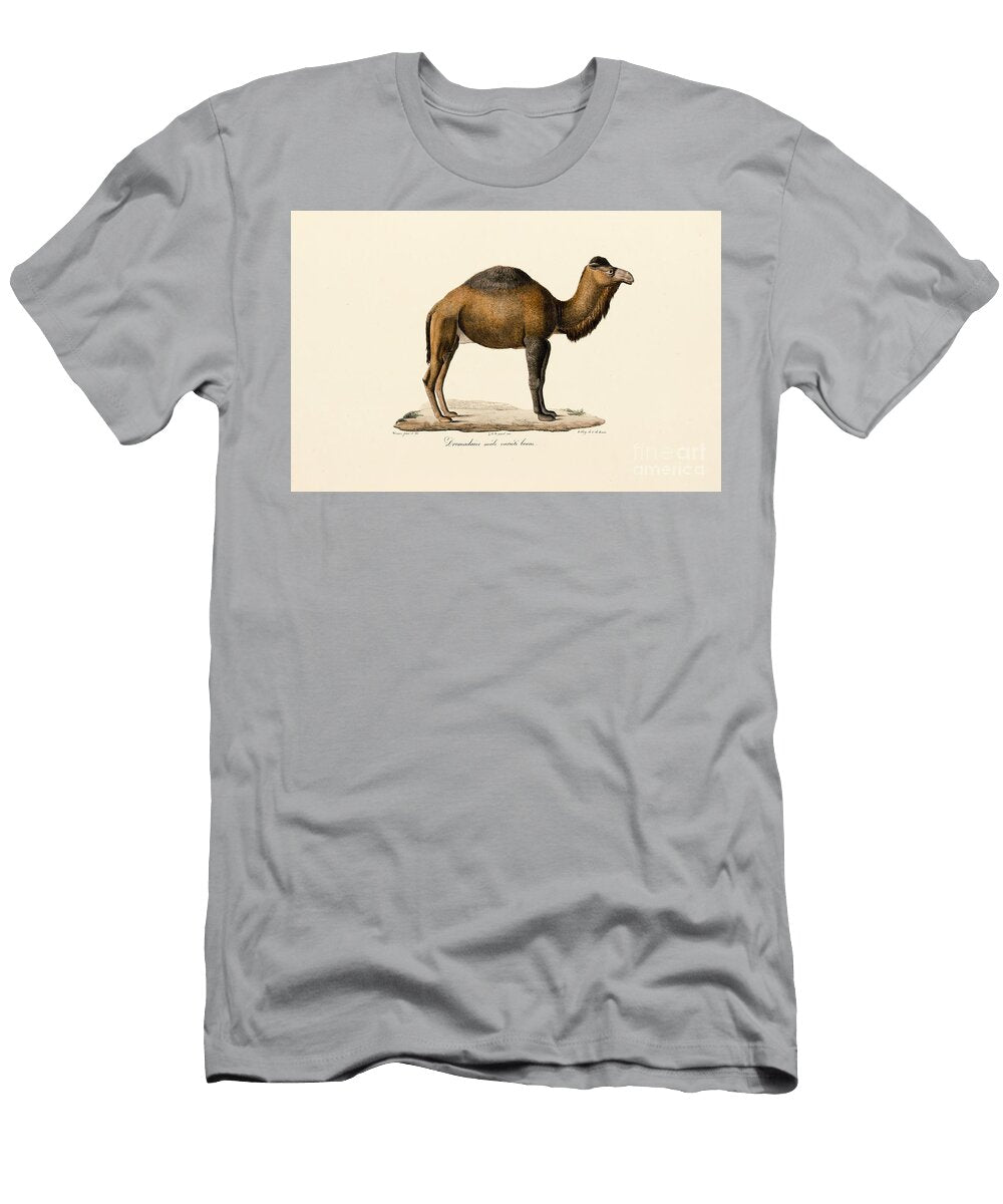 Dromedary Camel Brown Variety 1824 Hand Coloured Litho Jacques Christophe Werner T-Shirt