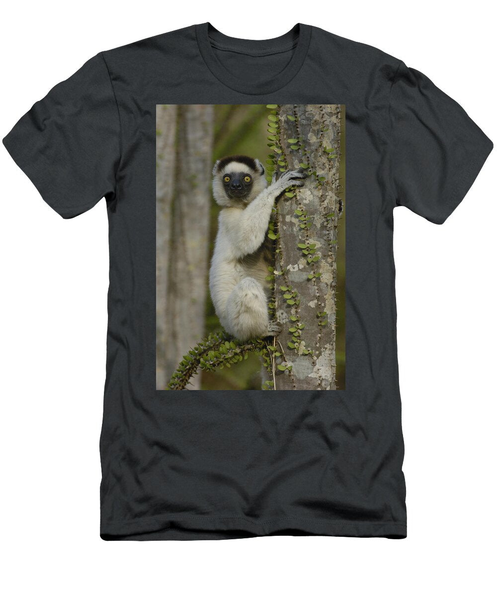 Verreauxs Sifaka on Fantsiolotse Pete Oxford T-Shirt
