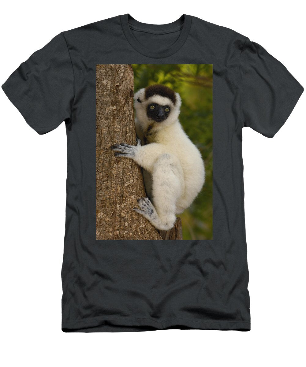 Verreauxs Sifaka Portrait Berenty Pete Oxford T-Shirt