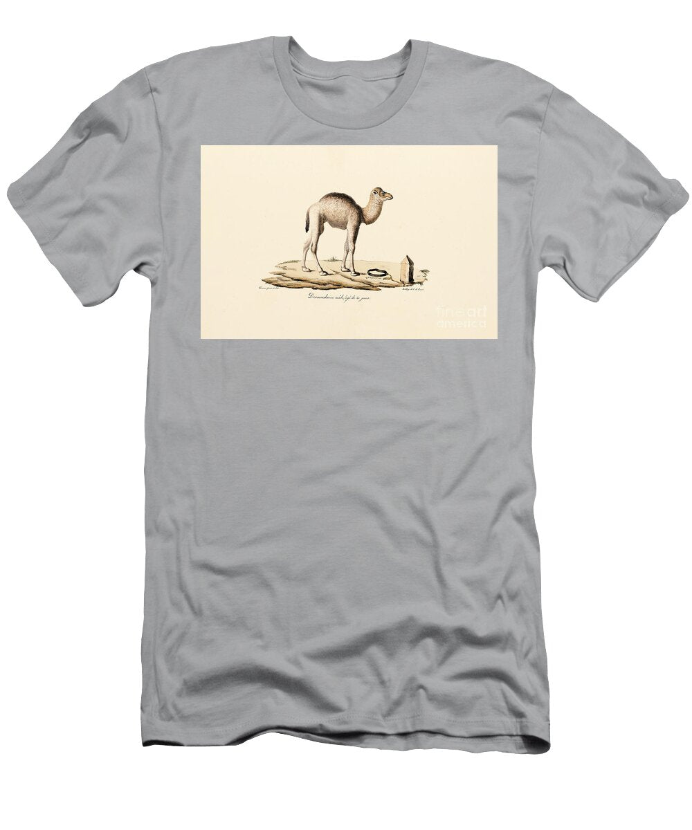 Young Dromedary Camel 1824 Hand Coloured Litho Jacques Christophe Werner T-Shirt